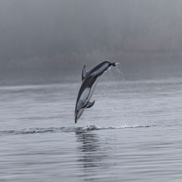 Dolphin population falls to 154 from 174 in Bihar's Vikramshila