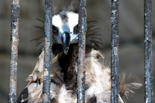 Why are the Indians responsible for the deaths of vultures?