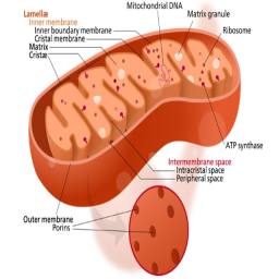 Can eukaryotic cells survive without Mitochondria?