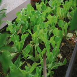 The Future of Urban Farming: A Sustainable Solution for Food Security