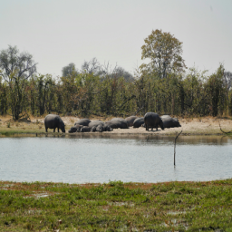 How Animals Shape Our Planet: A Groundbreaking Study on Nature’s Engineers